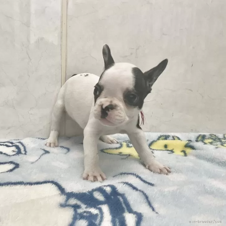 ID:2508-04324の子犬