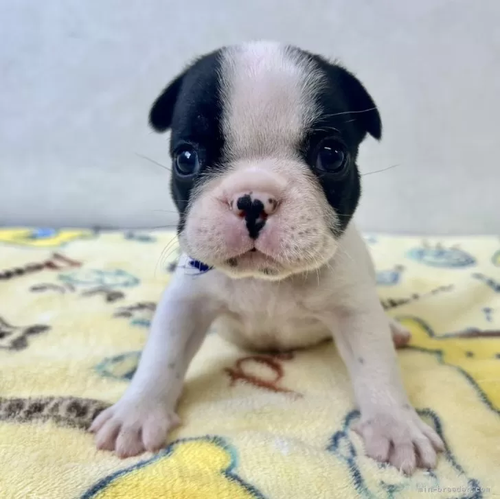 ID：2412-01296の子犬