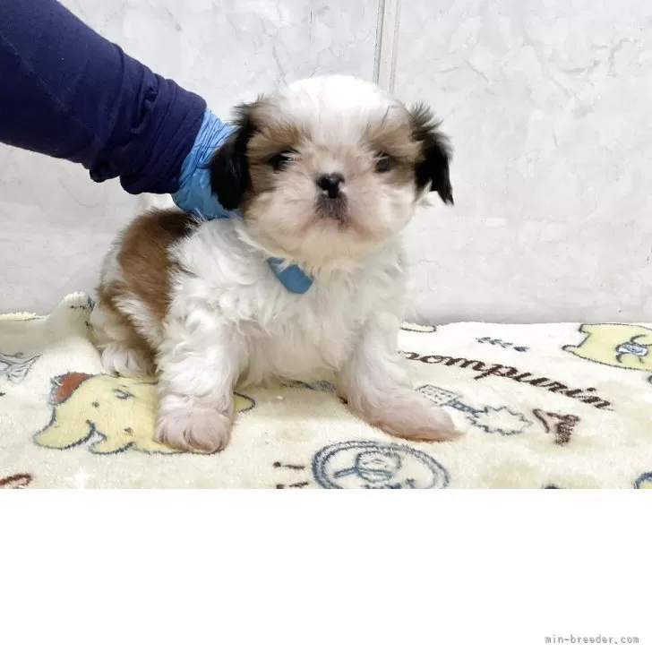 ID:2505-06797の子犬
