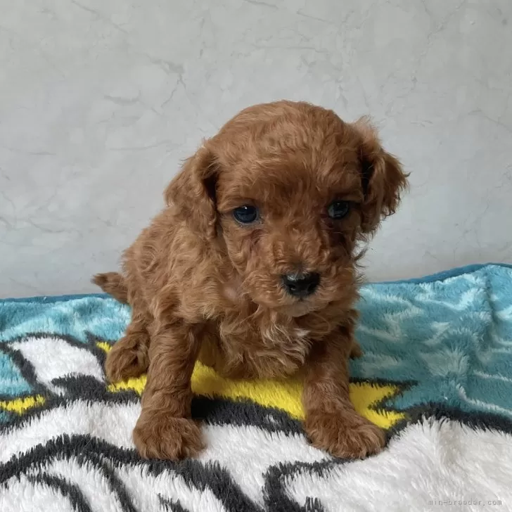 ID：2503-06013の子犬