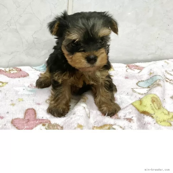 ID:2507-05417の子犬