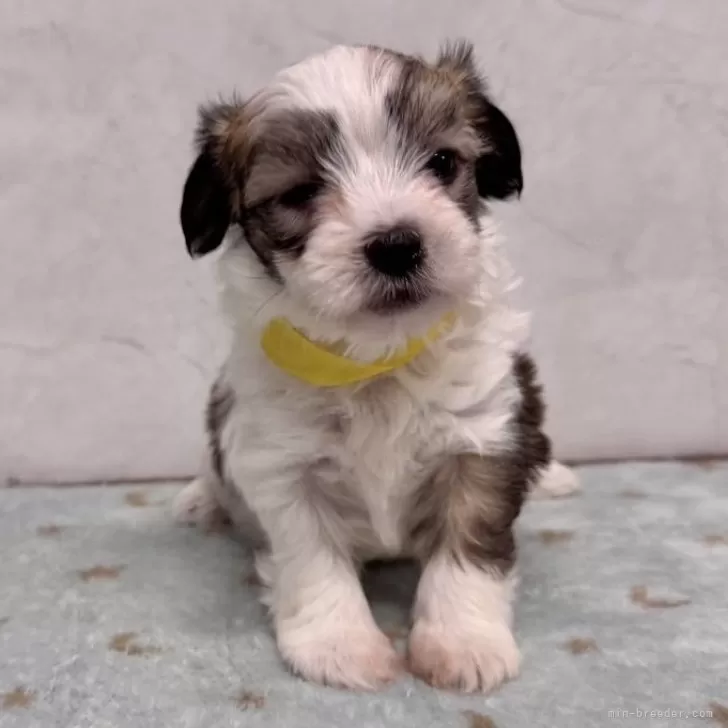 ID:2412-07224の子犬