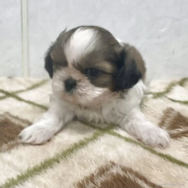 ID：2508-09077の子犬