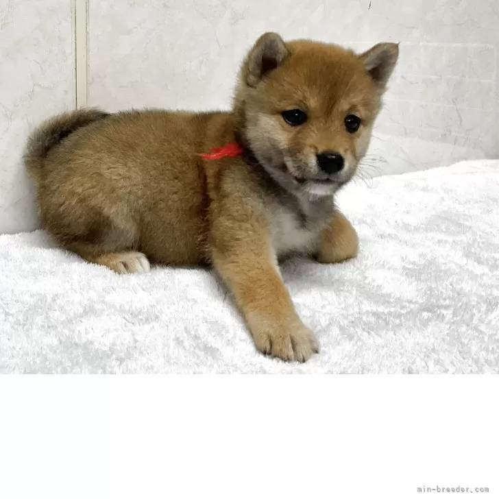 T.H 様のお迎えした子犬