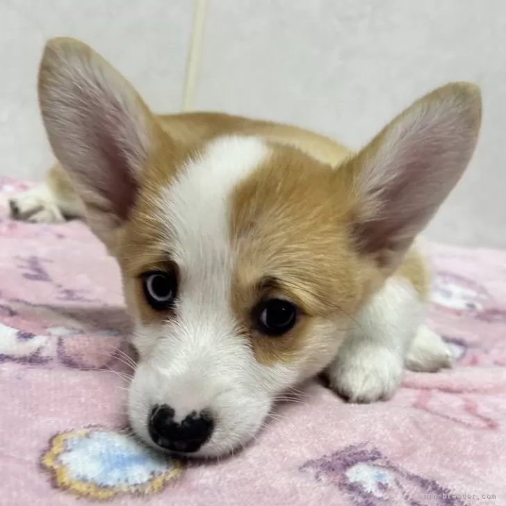 ID:2410-00885の子犬