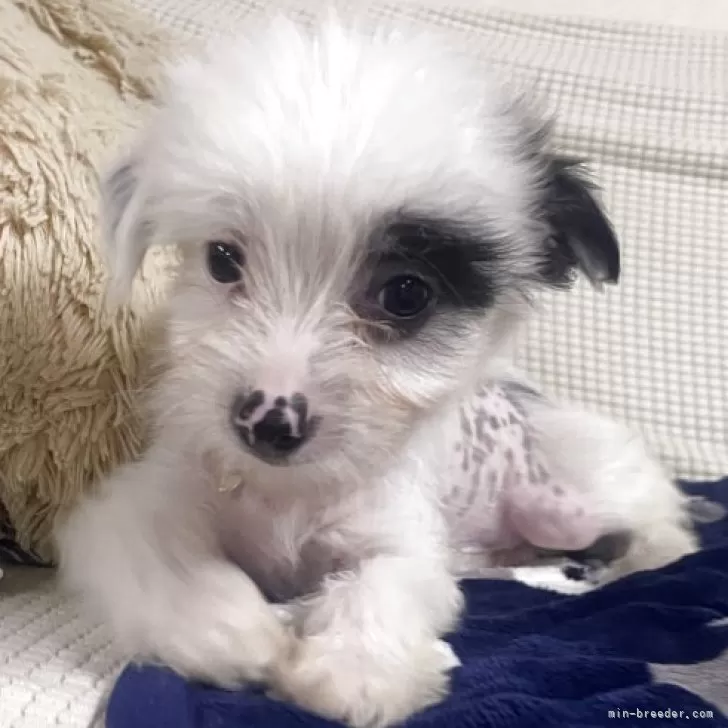 N.O 様のお迎えした子犬
