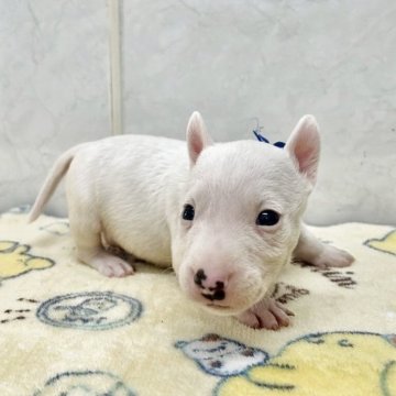 ミニチュアブルテリア【愛知県・男の子・2025年9月25日・ホワイト】の写真「小ぶりな可愛い子です。」