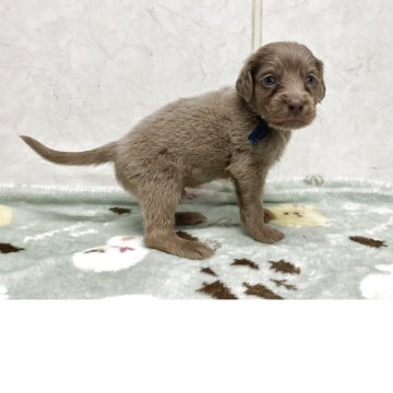 ワイマラナー【愛知県・男の子・2025年10月10日・グレー】の写真「元気な可愛い子です。」