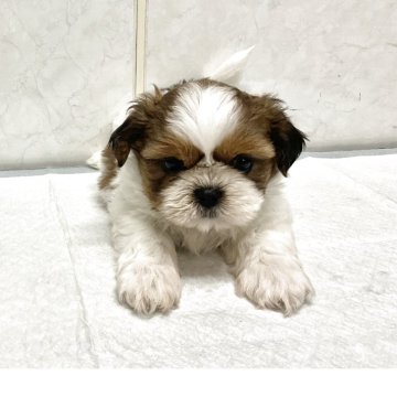 シーズー【愛知県・男の子・2025年9月19日・ゴールドホワイト】の写真「元気な可愛い子です。」