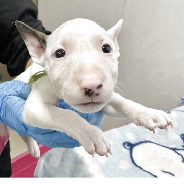 ミニチュアブルテリア【愛知県・女の子・2025年9月25日・ホワイトブラック】の写真「小ぶりな可愛い子です。」