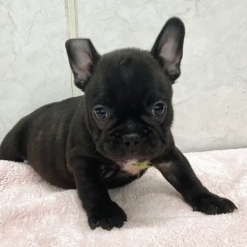 フレンチブルドッグ【愛知県・女の子・2025年9月19日・ブリンドル】の写真「元気な可愛い子です。」