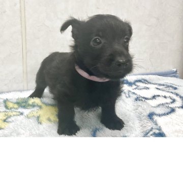 スコティッシュテリア【愛知県・女の子・2025年6月26日・ブラック】の写真「元気な可愛い子です。」