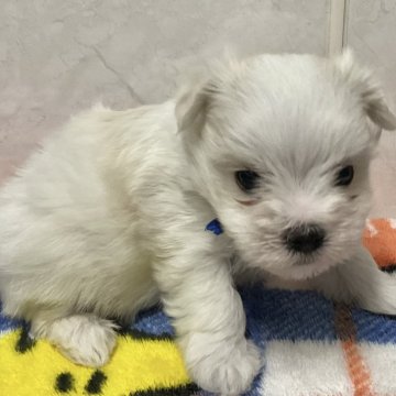 マルチーズ【愛知県・男の子・2025年1月14日・ホワイト】の写真「小ぶりな可愛い子です。」