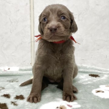 ワイマラナー【愛知県・女の子・2025年10月10日・グレー】の写真「元気な可愛い子です。」