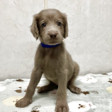 ワイマラナー【愛知県・男の子・2025年10月10日・グレー】の写真「元気な可愛い子です。」