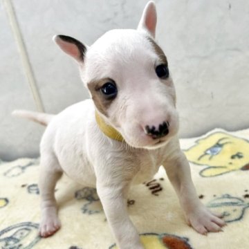 ミニチュアブルテリア【愛知県・女の子・2025年9月25日・ホワイトブラウン】の写真「小ぶりな可愛い子です。」