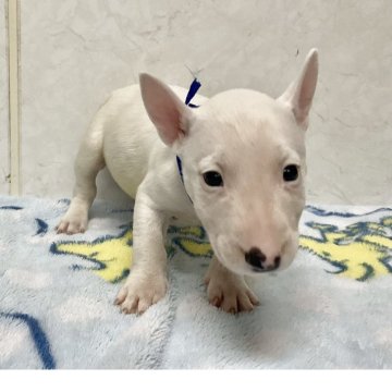 ミニチュアブルテリア【愛知県・男の子・2025年9月25日・ホワイト】の写真「小ぶりな可愛い子です。」