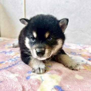 柴犬(標準サイズ)【愛知県・女の子・2025年9月1日・黒】の写真「元気な可愛い子です。」
