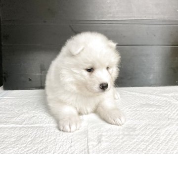 サモエド【愛知県・女の子・2025年5月3日・ホワイト】の写真「元気な可愛い子です。」