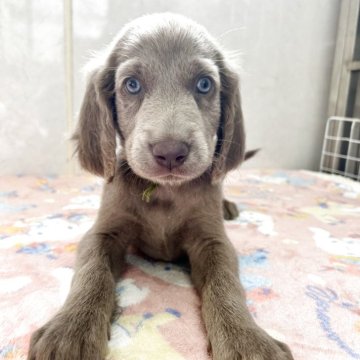 ワイマラナー【愛知県・男の子・2025年10月10日・グレー】の写真「元気な可愛い子です。」