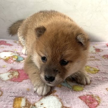 柴犬(標準サイズ)【愛知県・女の子・2025年1月1日・赤】の写真「元気な可愛い子です。」
