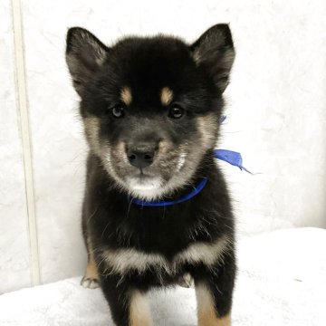 柴犬(標準サイズ)【愛知県・女の子・2025年9月1日・黒】の写真「元気な可愛い子です。」