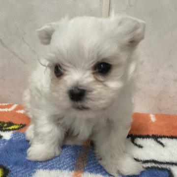 マルチーズ【愛知県・男の子・2025年1月14日・ホワイト】の写真「小ぶりな可愛い子です。」