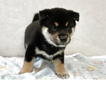 柴犬(標準サイズ)【愛知県・男の子・2025年4月11日・黒】の写真「元気な可愛い子です。」