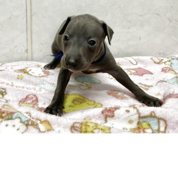 イタリアングレーハウンド【愛知県・男の子・2025年10月15日・ブルー】の写真「元気な可愛い子です。」