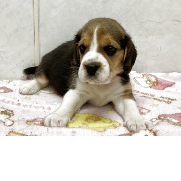 ビーグル【愛知県・男の子・2025年10月17日・ブラックタンホワイト】の写真「元気な可愛い子です。」