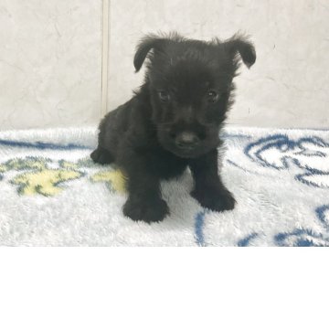 スコティッシュテリア【愛知県・男の子・2025年6月26日・ブラック】の写真「元気な可愛い子です。」