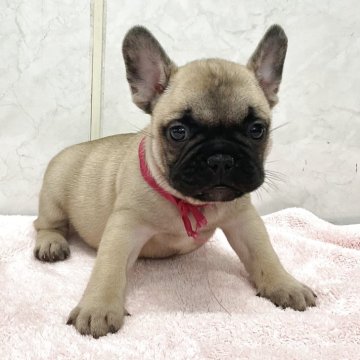 フレンチブルドッグ【愛知県・女の子・2025年9月19日・フォン】の写真「元気な可愛い子です。」