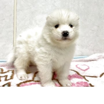 サモエド【愛知県・男の子・2025年11月21日・ホワイト】の写真「元気な可愛い子です。」
