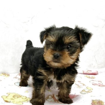 ヨークシャーテリア【愛知県・女の子・2025年10月6日・スチールブルータン】の写真「小ぶりな可愛い子です。」