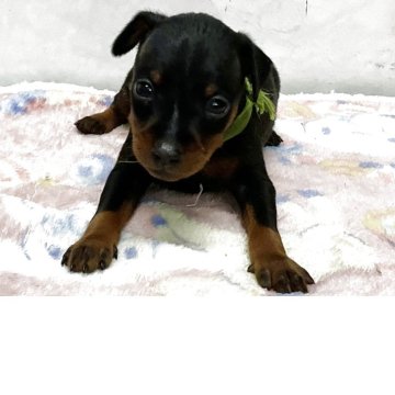 ミニチュアピンシャー【愛知県・女の子・2025年11月4日・ブラックタン】の写真「元気な可愛い子です。」