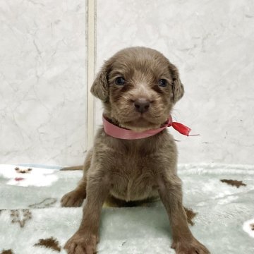 ワイマラナー【愛知県・女の子・2025年10月10日・グレー】の写真「元気な可愛い子です。」