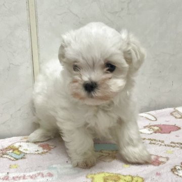 マルチーズ【愛知県・女の子・2025年8月7日・ホワイト】の写真「小ぶりな可愛い子です。」
