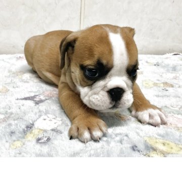 ブルドッグ【愛知県・男の子・2025年10月21日・レッドホワイト】の写真「小ぶりな可愛い子です。」