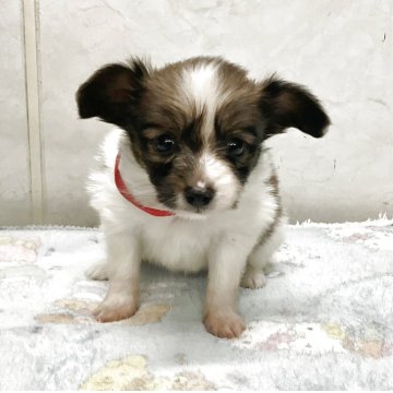 パピヨン【愛知県・女の子・2025年11月5日・ブラウンホワイト】の写真「元気な可愛い子です。」