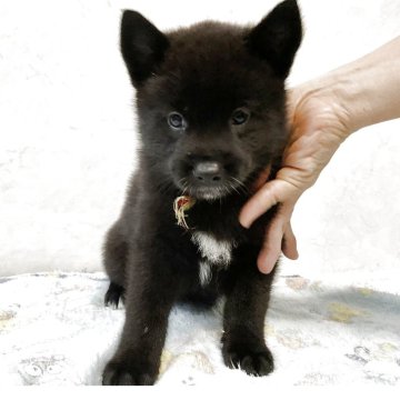 甲斐犬【愛知県・女の子・2025年3月28日・黒虎】の写真「元気な可愛い子です。」