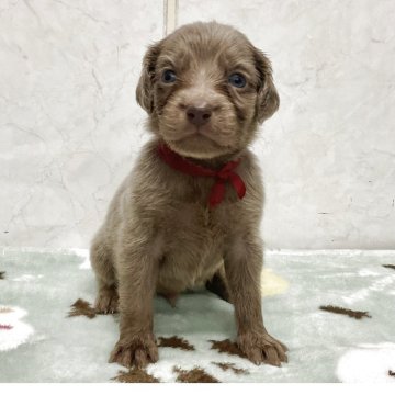 ワイマラナー【愛知県・男の子・2025年10月10日・グレー】の写真「元気な可愛い子です。」