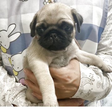 パグ【愛知県・男の子・2025年7月6日・フォン】の写真「元気な可愛い子です。」