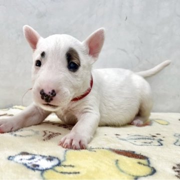 ミニチュアブルテリア【愛知県・男の子・2025年9月25日・ホワイトブラウン】の写真「小ぶりな可愛い子です。」