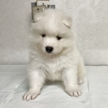 サモエド【愛知県・男の子・2025年5月3日・ホワイト】の写真「元気な可愛い子です。」