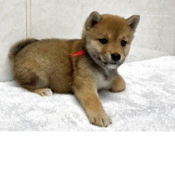 柴犬(標準サイズ)【愛知県・男の子・2025年9月1日・赤】の写真「元気な可愛い子です。」