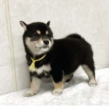 柴犬(標準サイズ)【愛知県・女の子・2025年9月1日・黒】の写真「元気な可愛い子です。」