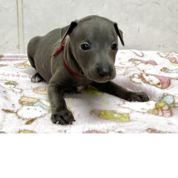 イタリアングレーハウンド【愛知県・男の子・2025年10月15日・ブルー】の写真「元気な可愛い子です。」