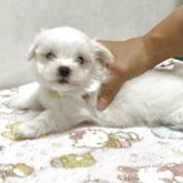 マルチーズ