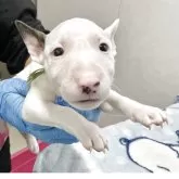 ミニチュアブルテリア