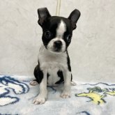 ボストンテリア